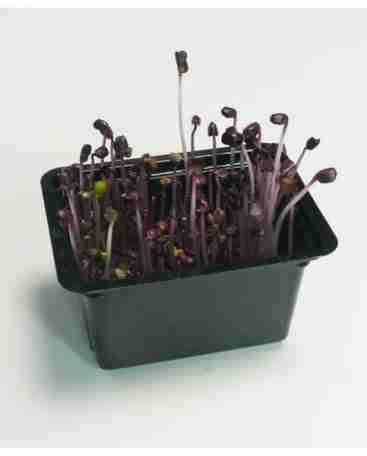 kweekbakje voor microgreens