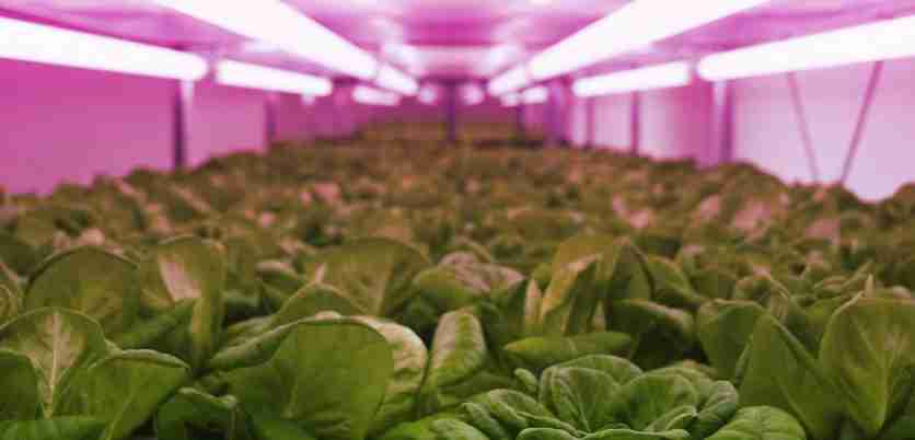LED Lighting for professional Indoor horticulture