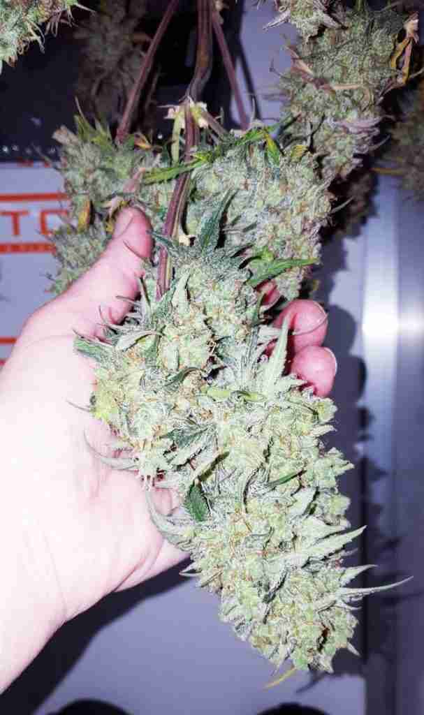 Medicinale cannabis kweken