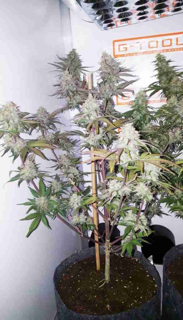 medicinale cannabis