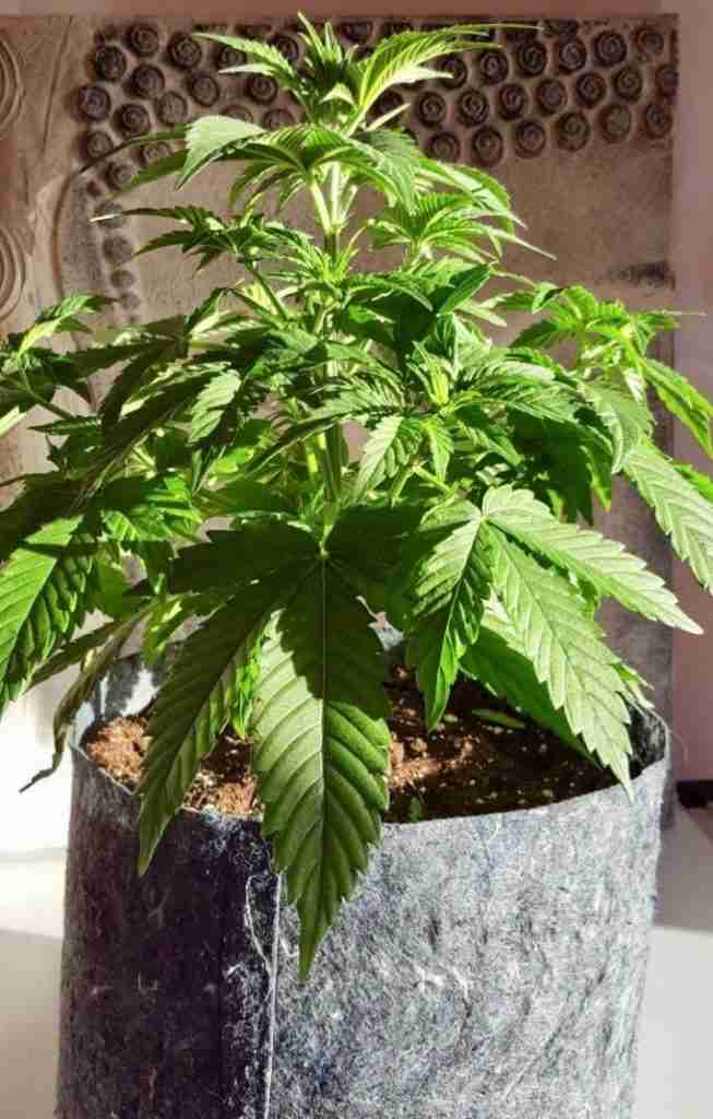 coltivare cannabis medicinale