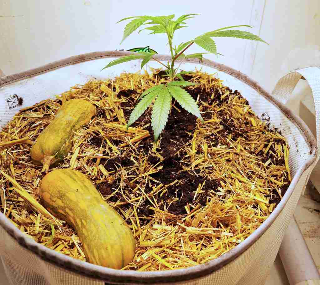 Living soil