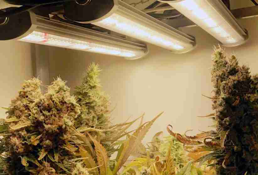 medicinale cannabis